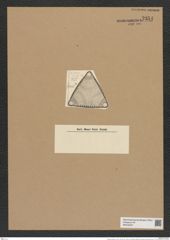Triceratium gratum A. Schm. (de-Toni-Nr.: Genus 140, Species 3855) Zeichnungen Sammlung Grunow Nr. 7354 (NHMW-BOT-W0376407)
